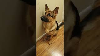 German Shepherd hears Erika and has flashbacks