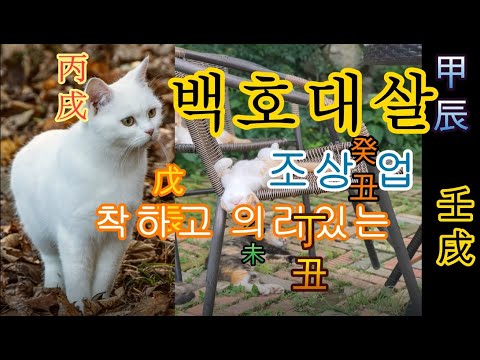 백호대살 2 조상의 업과 도움, 착하고 의리있는 사람, 갑진 을미 병술 정축 무진 임술 계축 각각 특성 - 피클의 행복한 명리