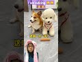 cute dogs can sulk #funny #funnycatsanddogsnew2023