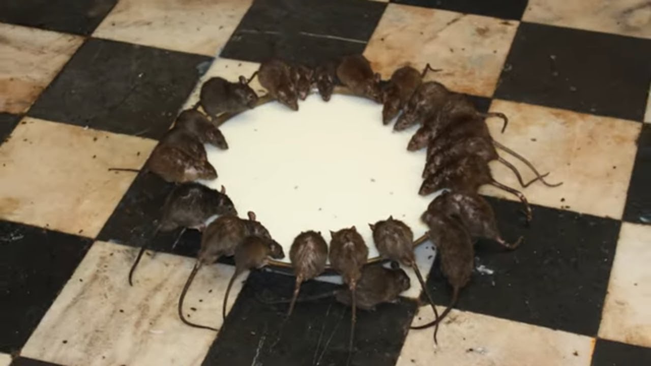 WORSHIPPED Animals from Around the World