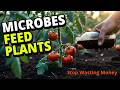 Fermented Waterleaf Fertilizer: The Secret Microbial Feed That Explodes Garden Yields Naturally