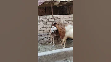 تزاوج ماعز تربيه ماعز البور الاصلي وماعز شامي وماعز القبرصي 
