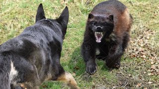 Only These Dogs Could Defeat a Wolverine