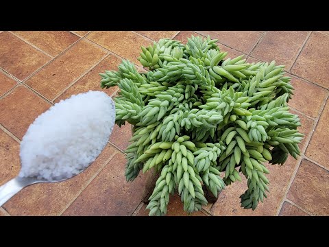 Vídeo: Plantas Sedum: Cultivando Sedum no Jardim