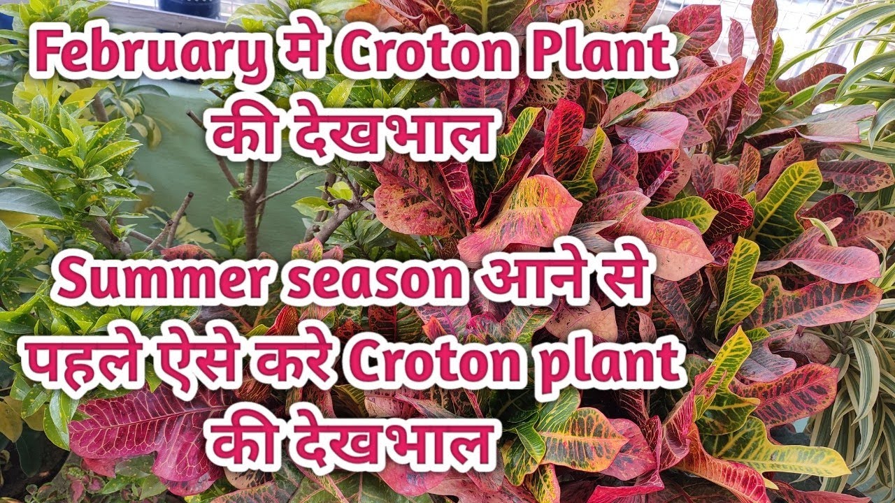 All about Croton Plant / How I Care My Croton Plant perfectly