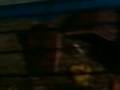 2 Ginnipigs Aven Sex 2 Ginnipigs Aven Sex