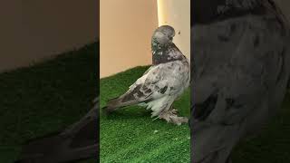 حمام زينة fancy pigeons