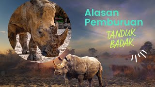 The reason why rhinos are hunted for their horns or horns