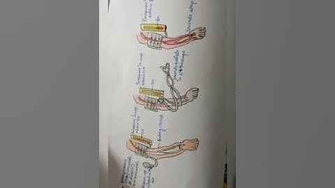 Science Project file on the topic - Life Processes | Class -10|