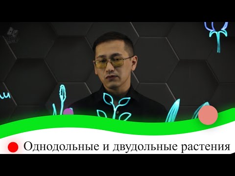 Видео: Присутствует ли гиподерма у корня однодольного растения?