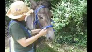 Nurtural Bitless Bridle Demonstration - Sam the Mule Part 1