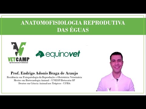 Anatomofisiologia Reprodutiva das Éguas