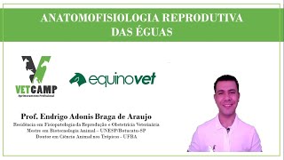 Anatomofisiologia Reprodutiva das Éguas