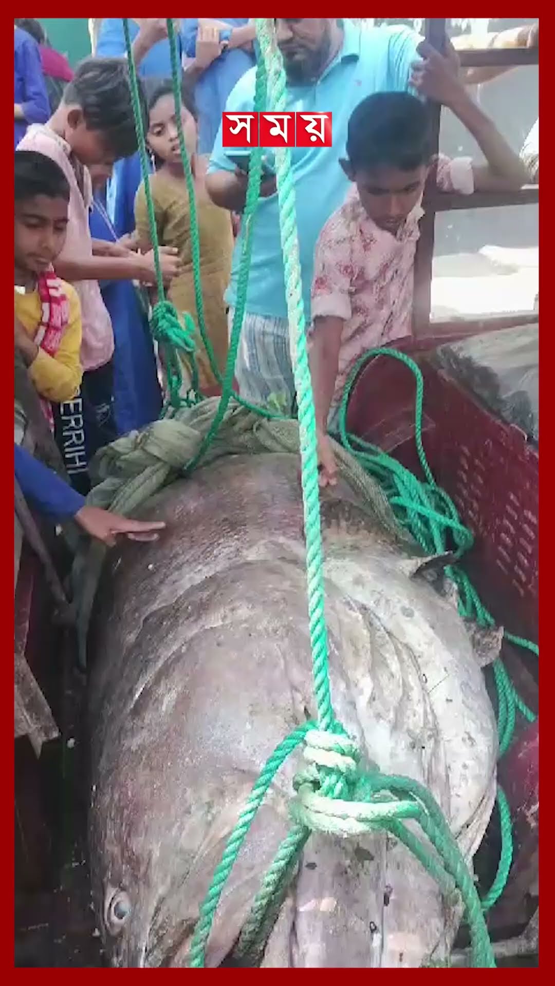 টেকনাফে ধরা পড়লো ১৯৪ কেজি ওজনের ভোল মাছ #seafish #fish #coxsbazar #somoytv #shorts
