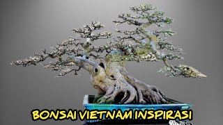 KUMPULAN INSPIRASI BONSAI VIETNAM #1