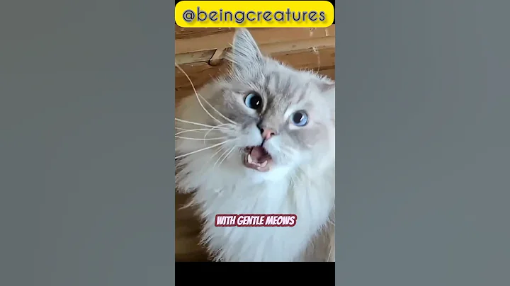 Watch the video about Meow-tastic Moments😻 #ragdollcat#catlover#catpet#catbreed#uniquecats#youtubeshorts#shortsfeed