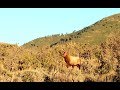 DAD'S LIMITED ENTRY MUZZLELOADER ELK HUNT PART 1