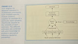 Multisensory processing in perception