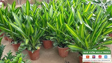 Bán buôn bán lẻ cây thiết mộc lan ngọn - Nhà vườn Hula Trees