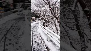 Download Lagu Shiga Ken-Koka Shi🇯🇵 #shorts #shortsvideo #short #shortvideo #shortsfeed #shortsviral #japan MP3