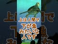人魚の説明にクラッシュ驚く【タートルトーク】東京ディズニーシー