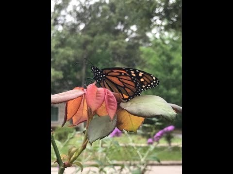 Butterfly 🦋 Message and Symbolism