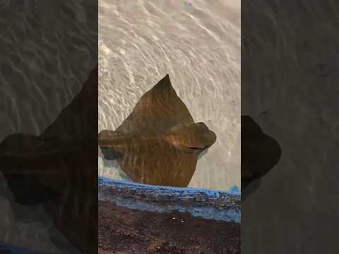 شاهد ماذا فعلت سمكة الراي إطعام الأسماك في تركيا سمك  تركيا صيد سمك  لبنان