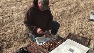 Success! Follow up video on combining hives using paper method.