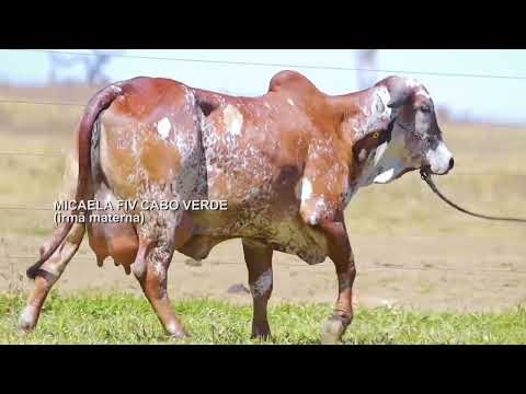 LOTE 03   JCVL 5355 – NAYA FIV CABO VERDE