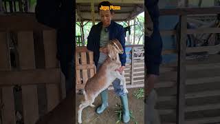 kambing indukan di kandang jaya farm dengan harga 1,1 juta sudah dapat indukan yang kualitas bagus