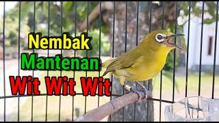 Pleci Nembak Mantenan Wit Wit Wit