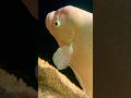 Giant Gourami Fish