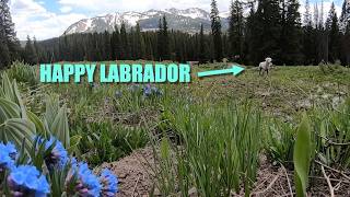 Happy Labrador
