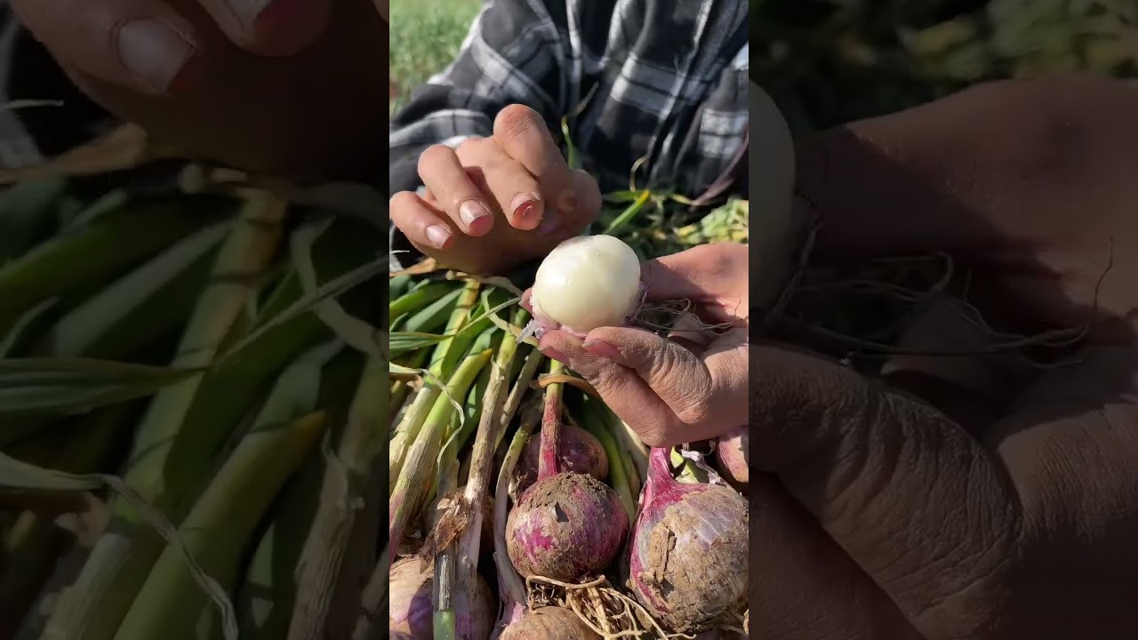 Fresh Harvest: Organic Purple Garlic from the Farm! 🧄✨