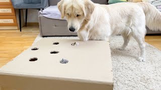 Playful Kittens are Hiding in a Box from a Golden Retriever!