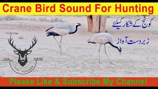 Demoiselle crane Bird Sound/Call,