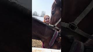 Ровена потеряла недоуздок #лошади #horse #животные #деревня #animals
