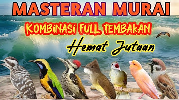 MASTERAN MURAI BATU TERBAIK FULL TEMBAKAN MATERI LENGKAP SESUAI SELERA JURI AGAR MURAI JUARA Di EVEN