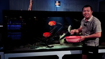 Cá Rồng Ăn Tôm Có Khó Không ??? Cách Sử Lý Sao Cho Cá Rồng Chịu Ăn Tôm .