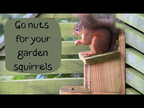Video: Grădini cu animale sălbatice pentru veverițe - Cum să atrageți veverițele în grădina dvs