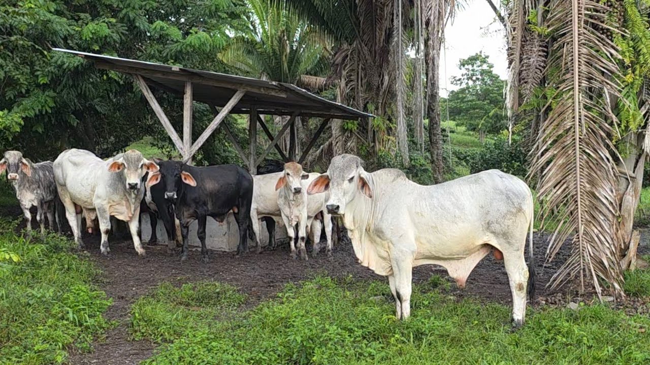 Por que prefiero el Pasto Brizanta para mis Becerros del Engorde? 
