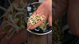 How to grow mung beans sprouts without a jar #short