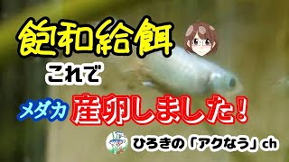 【メダカ】飽和給餌効果あり!!100均セリアの産卵床タマゴトリーナーに卵を確認！