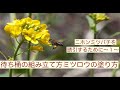 ニホンミツバチを誘引するために〜１〜待ち桶の組み立て、ミツロウの塗り方