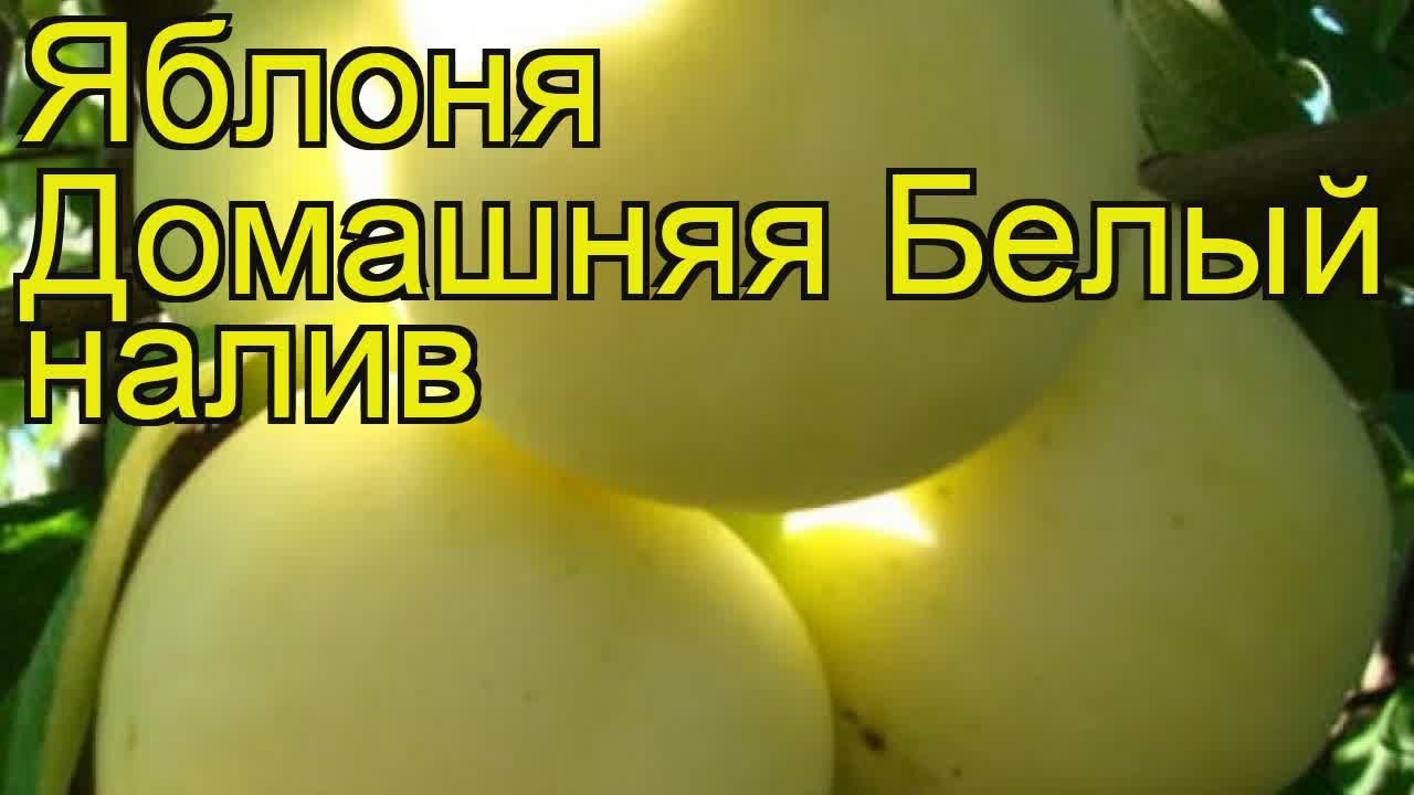 Яблоня домашняя Белый налив (Belyi naliv). Краткий обзор, описание характеристик, где купить саженцы