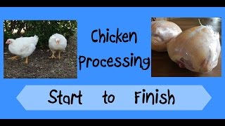 Chicken Processing; Start to Finish