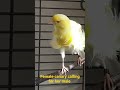 female canary bird calling for her male