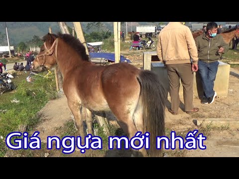 Mua Ngựa Giống Ở Đâu - GIÁ NGỰA MỚI NHẤT THÁNG 12/2021 | Truc Nhi TV
