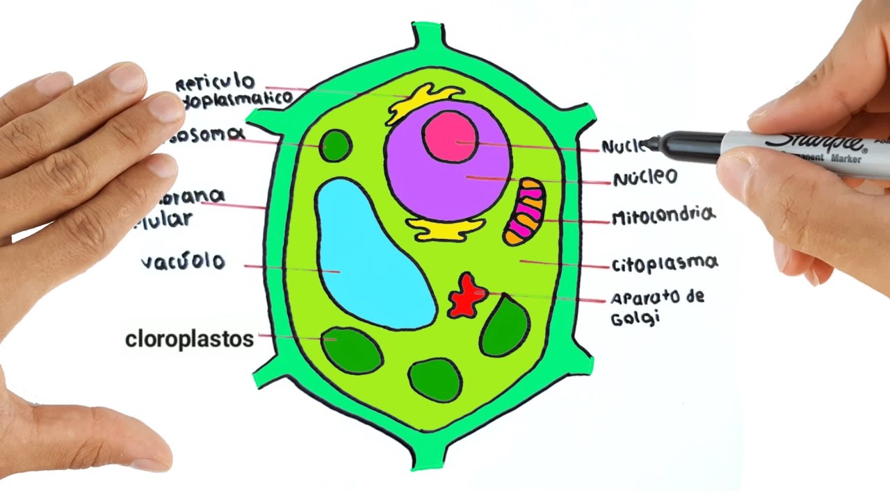 Como Dibujar una Célula Vegetal y sus partes de la celula vegetal - YouTube