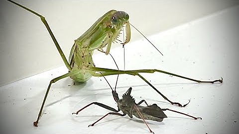 Praying Mantis VS Wheel Bug